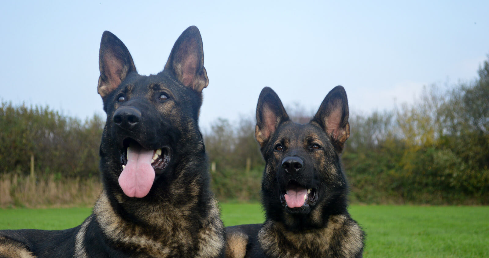 Family protection dogs for sale