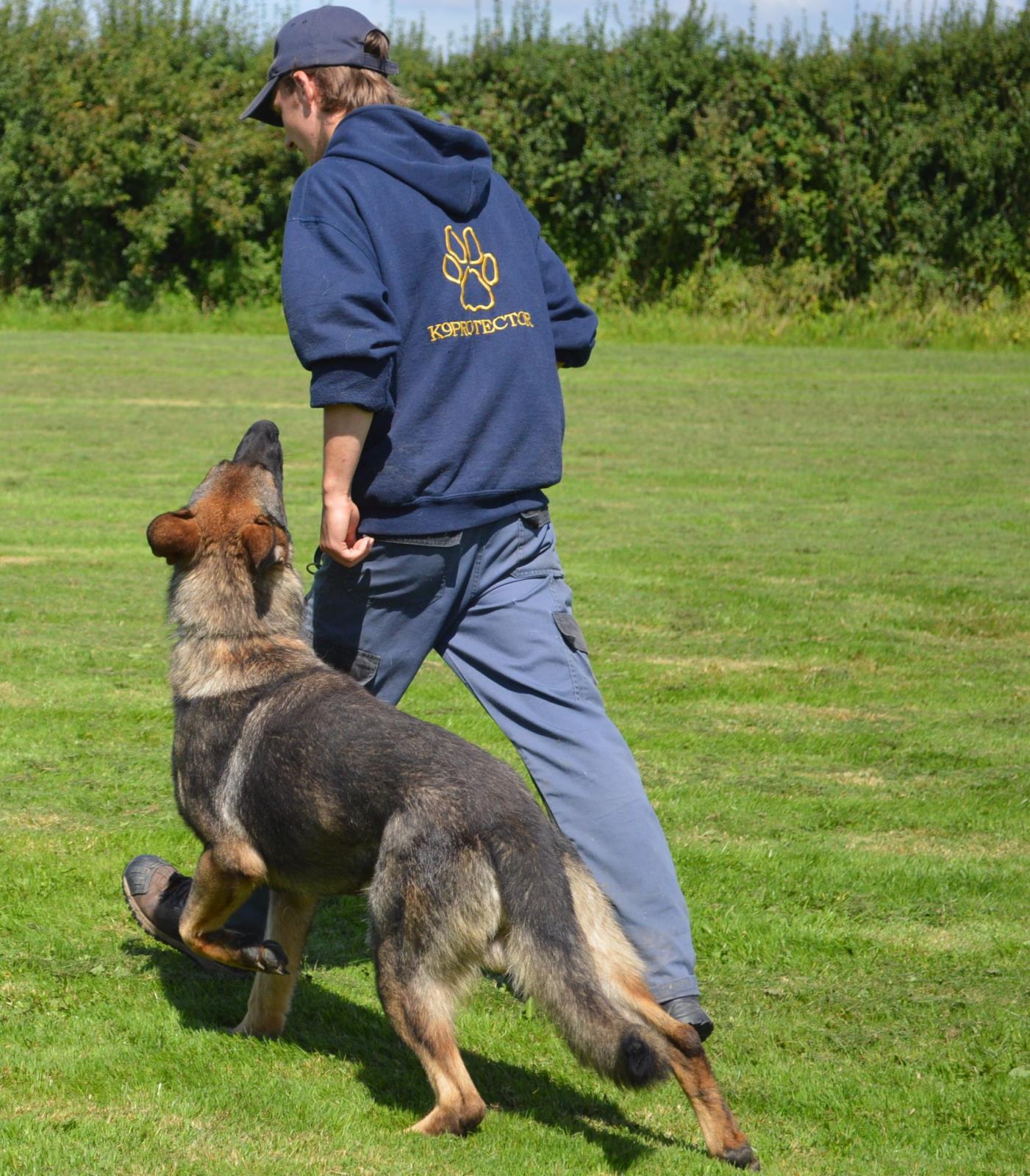 Protection Dog Training K9 Protector UK