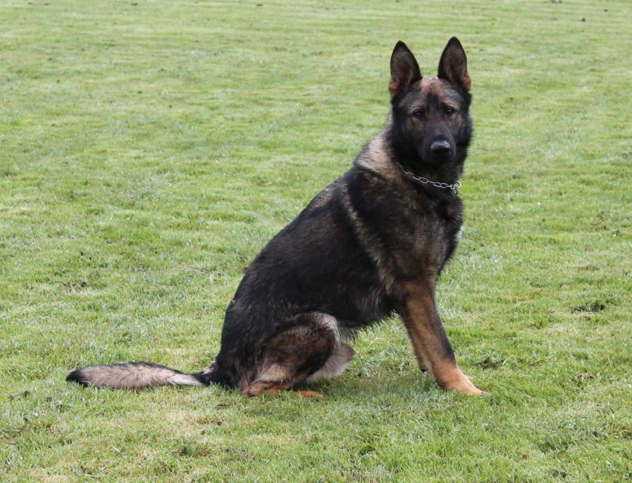 Fully Trained Protection Dogs For Sale | NICO