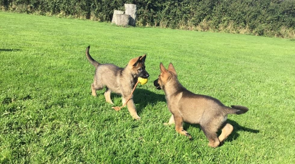 Family Protection Dog Selection