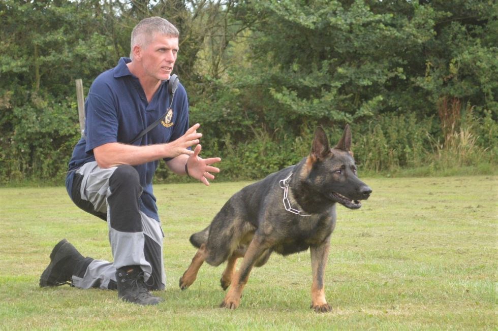 Protection Dog Training For Family Protection And Security