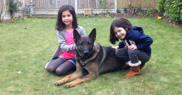 Protection dogs and children