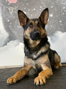 Elite Protection Dog Nova