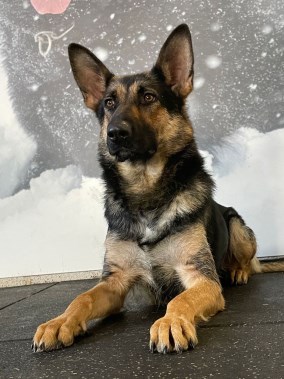 Elite Protection Dog Nova