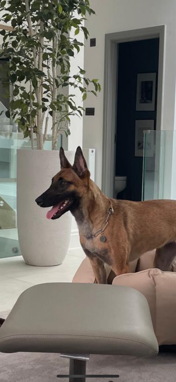 Belgian Malinois - high level protection security dogs London