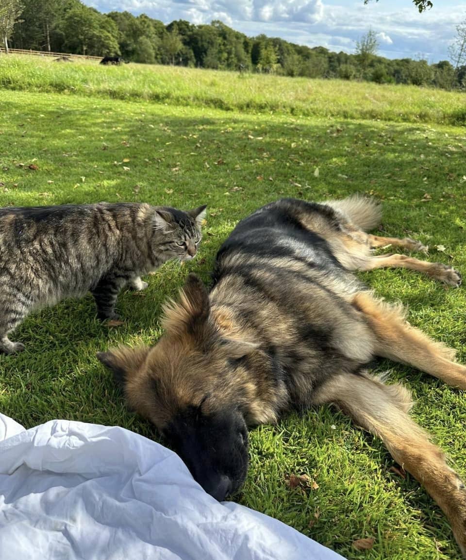 protection dogs with cats