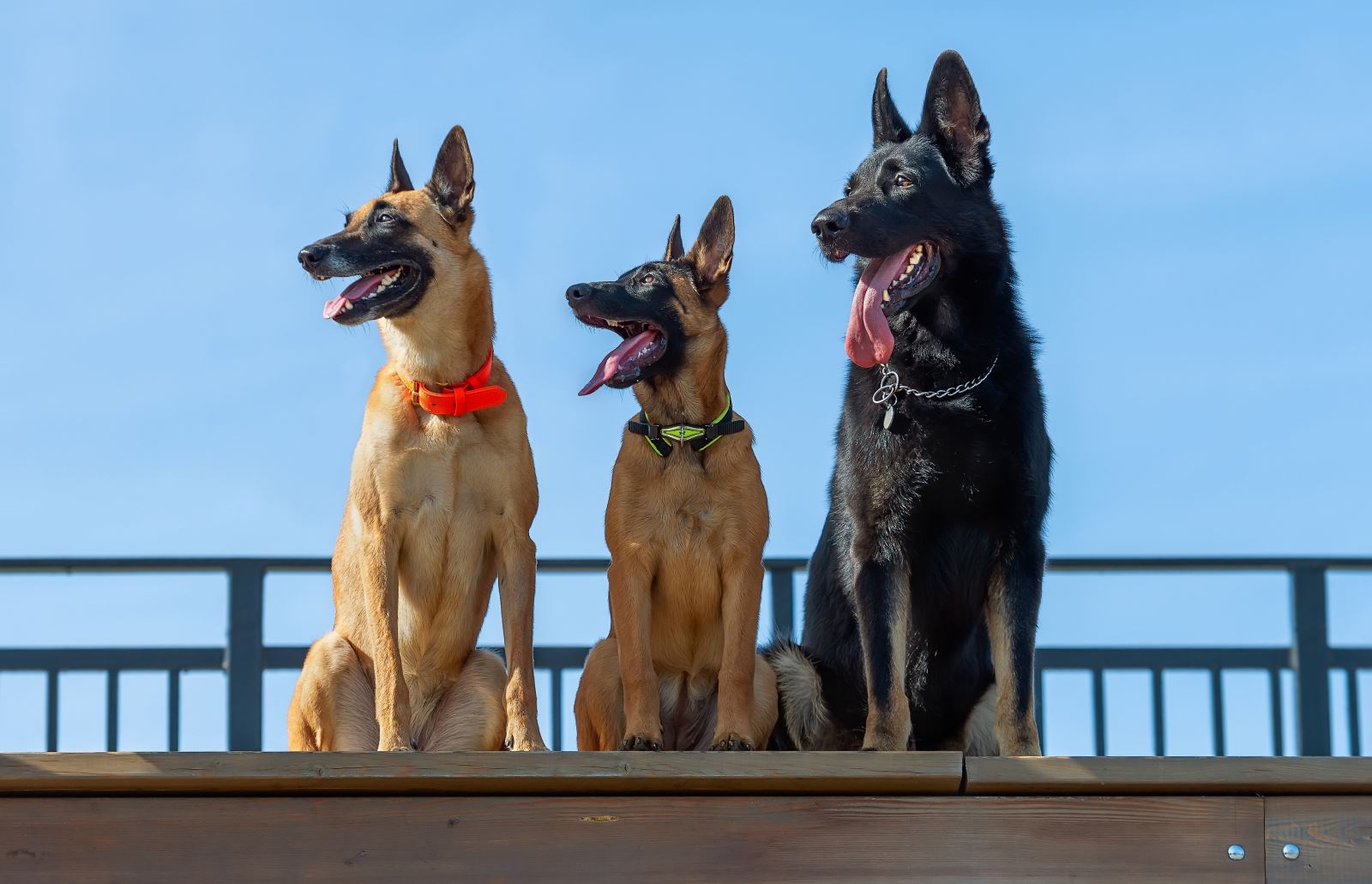 Highly Trained Family Guard Dogs Family Protection Dogs