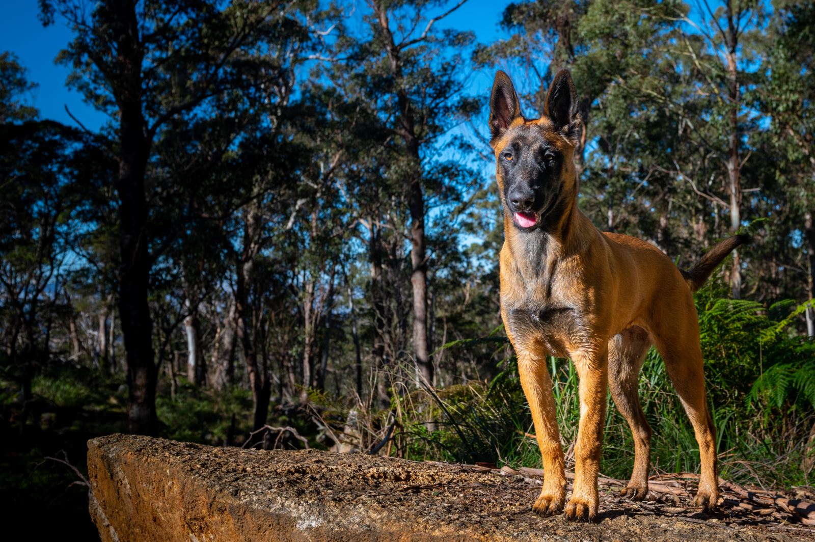 Elite K9 Body Guards For Your Family Elite K9 Body Guards For Your Family