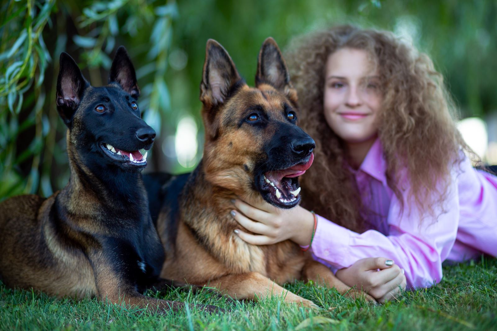 Family Protection Dogs For Sale Family Protection Dogs For Sale